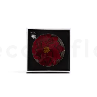 Poinsettia Flower Red