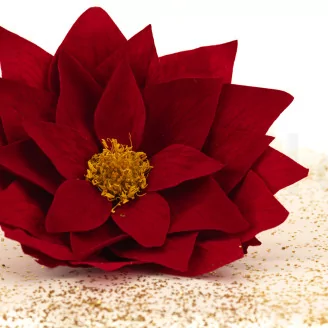 Poinsettia Flower Red