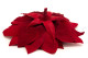 Poinsettia Flower Red 8