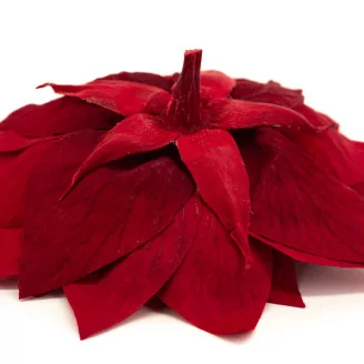 Poinsettia Flower Red