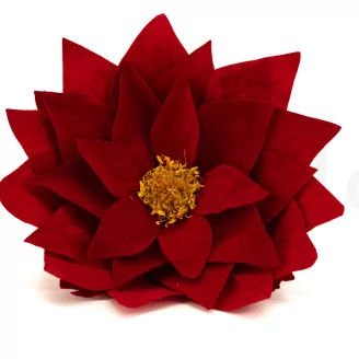 Poinsettia Flower Red