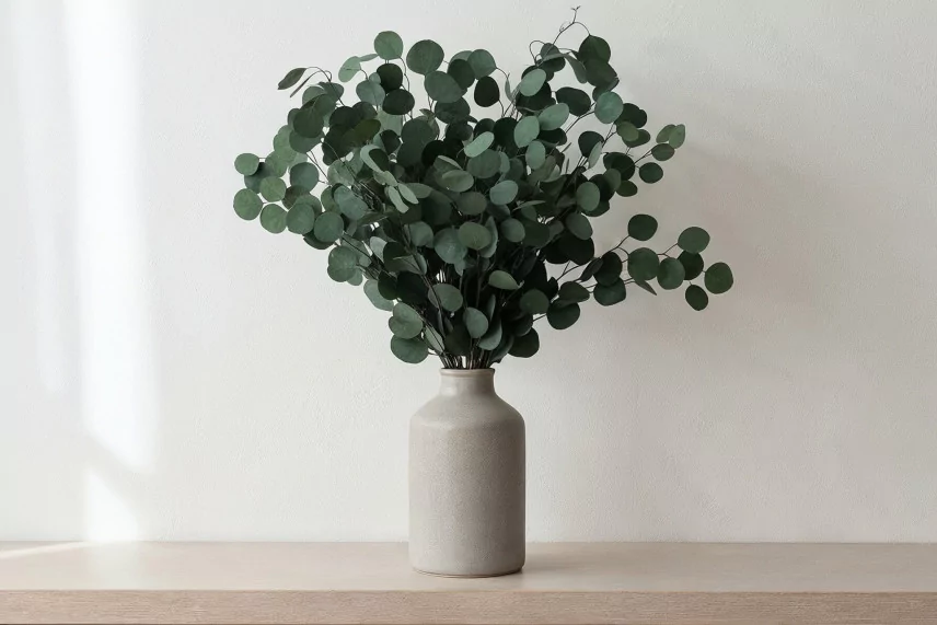 Preserved Eucalyptus Silver Dollar