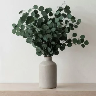 Preserved Eucalyptus Silver Dollar