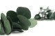 Preserved Eucalyptus Silver Dollar 3