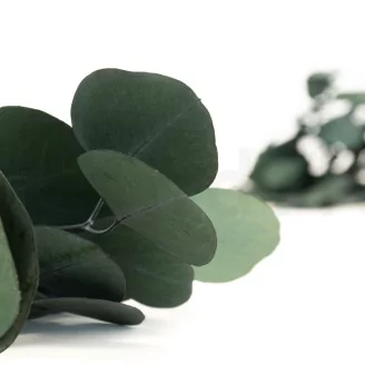 Preserved Eucalyptus Silver Dollar