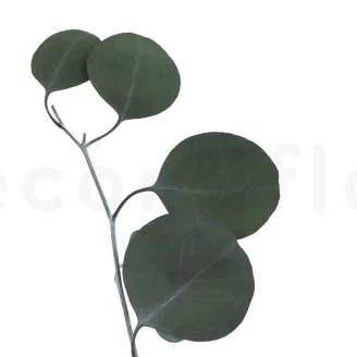 Preserved Eucalyptus Silver Dollar