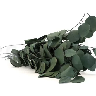 Preserved Eucalyptus Silver Dollar