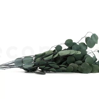 Preserved Eucalyptus Silver Dollar