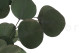 Preserved Eucalyptus Silver Dollar 8