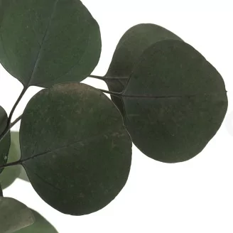 Preserved Eucalyptus Silver Dollar
