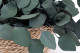 Preserved Eucalyptus Silver Dollar 9