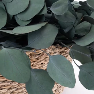 Preserved Eucalyptus Silver Dollar