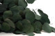 Preserved Eucalyptus Silver Dollar 10