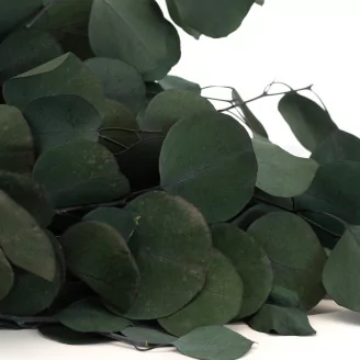 Preserved Eucalyptus Silver Dollar