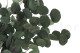 Preserved Eucalyptus Silver Dollar 2