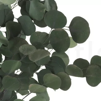 Preserved Eucalyptus Silver Dollar