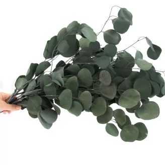 Preserved Eucalyptus Silver Dollar