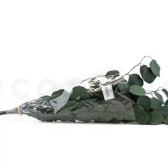 Preserved Eucalyptus Silver Dollar