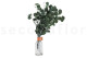 Preserved Eucalyptus Silver dollar - Green 7