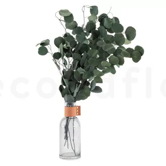 Preserved Eucalyptus Silver Dollar