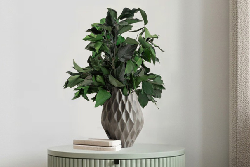 Preserved Ivy - Green