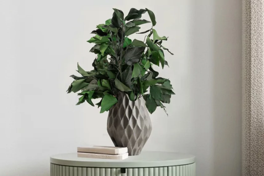 Preserved Ivy