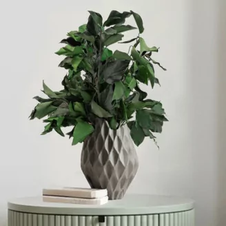 Preserved Ivy
