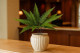 Preserved Mountain Fern Green 1