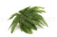 Preserved mountain fern - Green 8