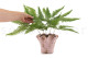 Preserved mountain fern - Green 3