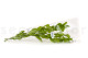 Preserved Ruscus Garden - 3 Units - Light Green 10