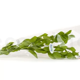 Preserved Ruscus Garden Light Green (set of 3)