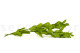 Preserved Ruscus Garden - 3 Units - Light Green 11