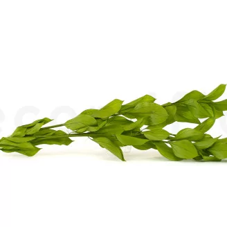 Preserved Ruscus Garden Light Green (set of 3)