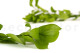 Preserved Ruscus Garden Light Green (set of 3) 3