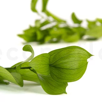 Preserved Ruscus Garden Light Green (set of 3)
