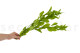 Preserved Ruscus Garden Light Green (set of 3) 4