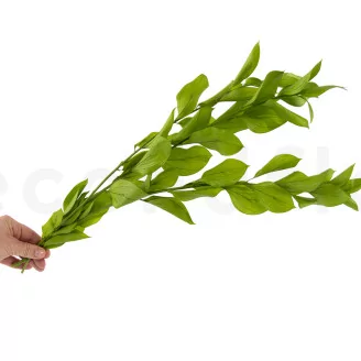 Preserved Ruscus Garden Light Green (set of 3)