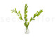 Preserved Ruscus Garden - 3 Units - Light Green 7