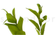 Preserved Ruscus Garden Light Green (set of 3) 5