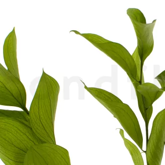 Preserved Ruscus Garden Light Green (set of 3)