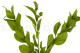 Preserved Ruscus Garden Light Green (set of 3) 2