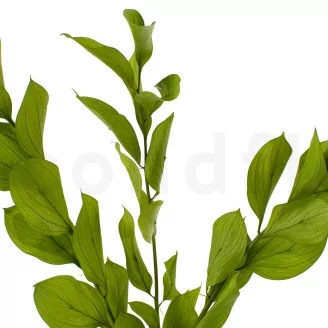 Preserved Ruscus Garden Light Green (set of 3)