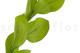 Preserved Ruscus Garden - 3 Units - Light Green 6