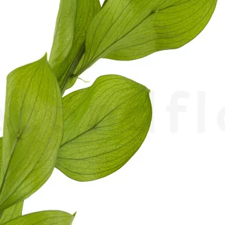Preserved Ruscus Garden Light Green (set of 3)