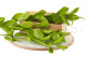 Preserved Ruscus Garden Light Green (set of 3) 9