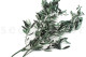 Preserved Olive Branch - Bunch - Green 4