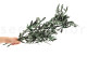 Preserved Olive Branch 5