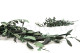 Preserved Olive Branch - Bunch - Green 6