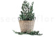Preserved Olive Branch 3